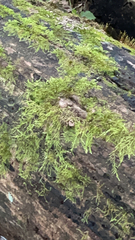 Pseudanomodon attenuatus