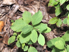 Spiraea alba