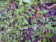 Chrysosplenium americanum