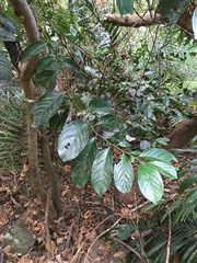Diospyros maritima