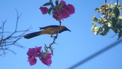 Icterus cucullatus