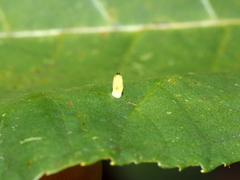 Caryomyia urnula