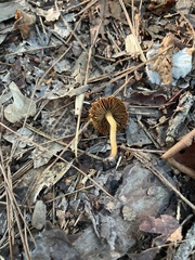 Flammulaster erinaceellus