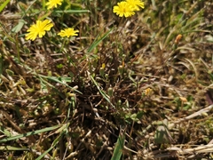 Crepis capillaris