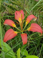 Lilium catesbaei