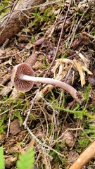 Laccaria bicolor