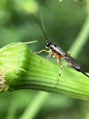 Itoplectis