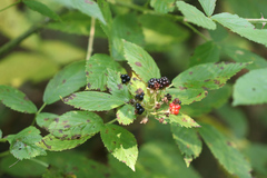 Rubus allegheniensis
