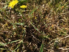 Crepis capillaris
