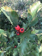 Crataegus chrysocarpa