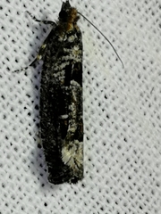 Epinotia maculana