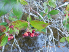 Aronia arbutifolia