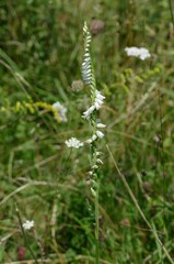Spiranthes vernalis