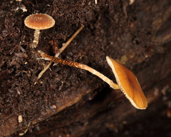 Tubariaceae