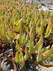 Carpobrotus