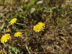 Crepis capillaris