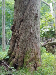 Acer saccharinum