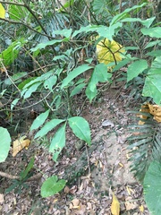 Crateva adansonii formosensis