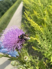 Bombus auricomus