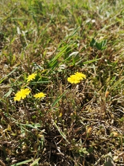 Crepis capillaris
