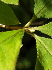 Rhododendron