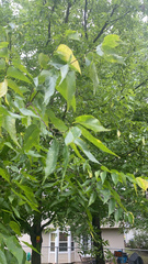 Celtis laevigata