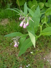 Symphytum officinale