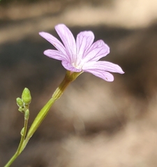Epilobium brachycarpum