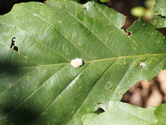 Druon quercusflocci