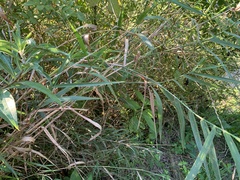 Bambusoideae