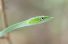 Ahaetulla farnsworthi