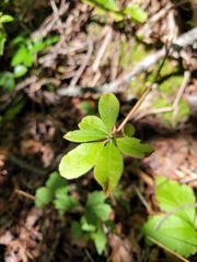 Rhododendron