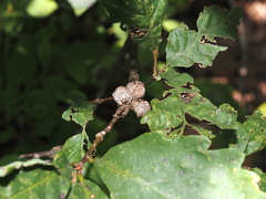 Disholcaspis quercusglobulus