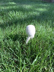 Saproamanita thiersii