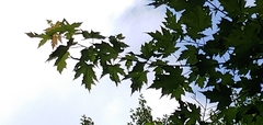 Acer saccharinum