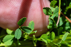 Trifolium monanthum
