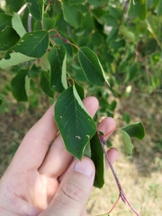 Amelanchier spicata