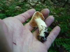 Cuphophyllus pratensis