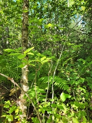 Rhododendron