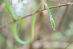 Ahaetulla farnsworthi