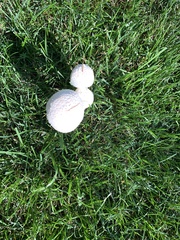 Saproamanita thiersii