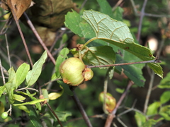 Ampelomyia vitispomum