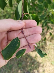 Amelanchier spicata