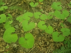 Asarum canadense