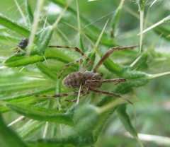 Larinioides cornutus