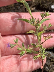 Trichostema brachiatum