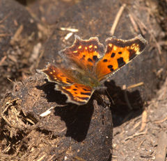 Polygonia faunus