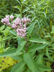 Eutrochium maculatum