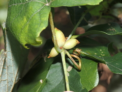 Ampelomyia vitispomum