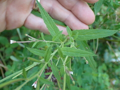 Epilobium coloratum